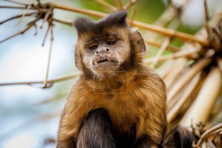 Closeup of tufted capuchin monkey (Sapajus apella), AKA macaco-prego into the wild in Brazil.