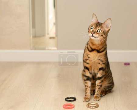 Photo for Animal. Beautiful red leopard bengal cat plays with rubber bands in the home interior. Beige background. Concept. freetheleopards - Royalty Free Image