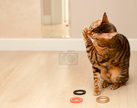 Photo for Animal. Beautiful red leopard bengal cat plays with rubber bands in the home interior. Beige background. Concept. freetheleopards - Royalty Free Image