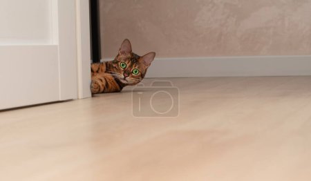 Foto de Un gato de Bengala rojo hermoso y divertido con ojos verdes, color leopardo, yace en el suelo y mira hacia fuera desde detrás de la puerta, rasguñando la puerta blanca con garras afiladas. - Imagen libre de derechos