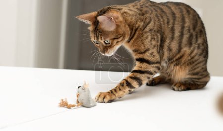 Mascotas. Un hermoso gato de Bengala, estampado de leopardo, juega activamente con un ratón de felpa gris juguete. Buscando un ratón. Primer plano.