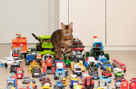 Photo for Concept of childrens toys. A domestic beautiful, red and tabby Bengal cat walks on the floor, among colorful small and large toy cars in the childrens room. Soft focus. - Royalty Free Image