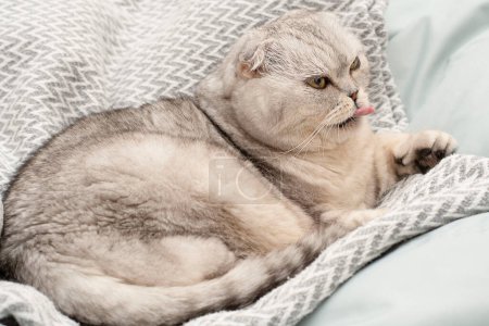 Mascotas. Un hermoso gato gris divertido e importante de la raza Fold escocesa yace sobre una manta, saca graciosamente su lengua y bosteza en el interior de una casa. Primer plano.