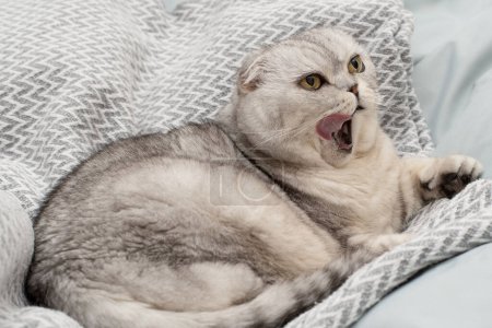 Foto de Mascotas. Un hermoso gato gris divertido e importante de la raza Fold escocesa yace sobre una manta, saca graciosamente su lengua y bosteza en el interior de una casa. Primer plano. - Imagen libre de derechos