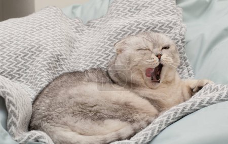 Foto de Mascotas. Un hermoso gato gris divertido e importante de la raza Fold escocesa yace sobre una manta, saca graciosamente su lengua y bosteza en el interior de una casa. Primer plano. - Imagen libre de derechos