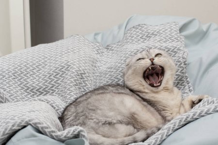 Les animaux. Un beau chat gris drôle et important de la race Scottish Fold se trouve sur une couverture, sort bizarrement sa langue et bâille dans un intérieur de la maison. Gros plan.
