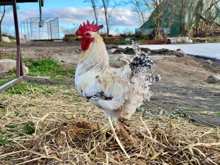 Hermoso gallo macho en fondo de granja. Foto de alta calidad