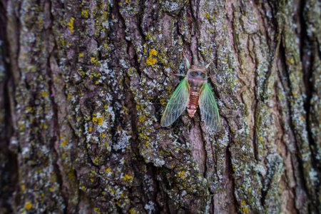 Téléchargez les photos : Cicadas vertes sur la branche des arbres : une faune estivale vibrante en gros plan - en image libre de droit