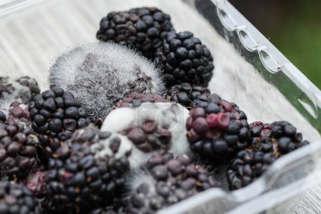 Foto de Unhealthy Food: Mody Blackberries in Plastic Containers, A Study in Decay and Spoilage (en inglés). Crecimiento decaído de moras y hongos, desperdicio de alimentos e investigación micológica. - Imagen libre de derechos