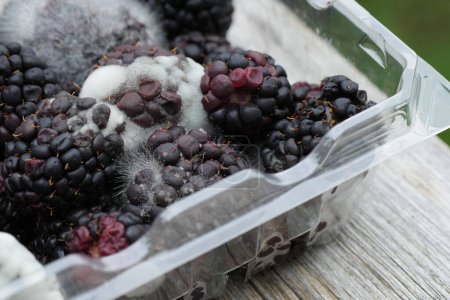 Foto de Unhealthy Food: Mody Blackberries in Plastic Containers, A Study in Decay and Spoilage (en inglés). Crecimiento decaído de moras y hongos, desperdicio de alimentos e investigación micológica. - Imagen libre de derechos