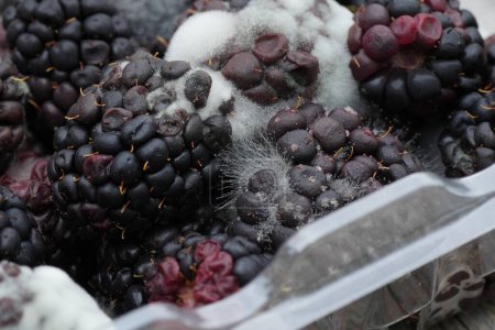 Téléchargez les photos : Malhealthy Food : Moldy Blackberries in Plastic Containers, A Study in Decay and Spoilage. Mûres et champignons en décomposition, gaspillage alimentaire et recherche en mycologie. - en image libre de droit