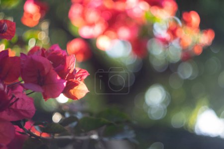 Photo for Close-up of bougainvillea flowers in full bloom. - Royalty Free Image