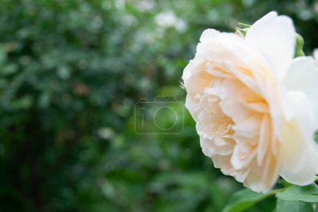 Photo for Close-up of a large white rose flower blooming in the garden. - Royalty Free Image