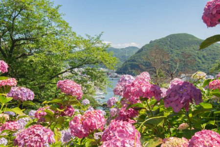 Photo for A view of Shimoda city and hydrangea flowers at the hydrangea festival in Shimoda Park, Shimoda City, southern tip of Izu Peninsula, Shizuoka, Japan. - Royalty Free Image