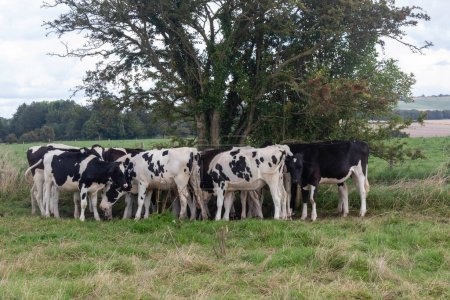 Téléchargez les photos : Pâturage de bovins près de Avebury, Wiltshire, Royaume-Uni - en image libre de droit