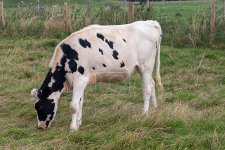 Téléchargez les photos : Pâturage de bovins près de Avebury, Wiltshire, Royaume-Uni - en image libre de droit