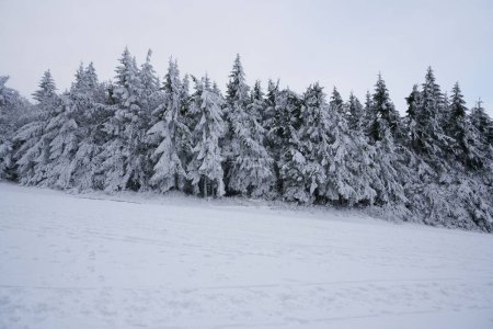 Foto de Winter landscape in the woods on Wasserkuppe in Rhoen, Hesse, Germany, stream and waterfall in the snow, tall and big pines and snowy firs, all covered with snow and ice.Icy trees with almost fake - Imagen libre de derechos