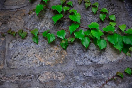 Téléchargez les photos : La plante se tisse le long du mur. La plante Green Creeper sur le vieux mur. des feuilles dans un parc allemand. Des trèfles chanceux. Lovey feuilles de trèfle vert sur le mur de béton. Feuilles de trèfle vert nature. Vert - en image libre de droit