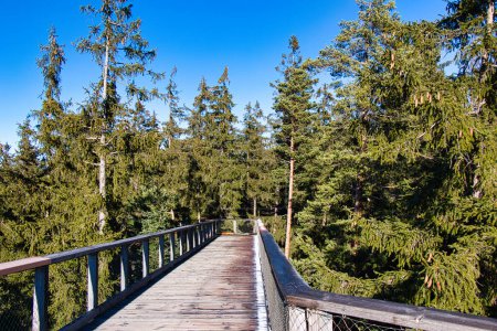 Téléchargez les photos : Treetop Walkway à Lipno appelé Stezka korunami stromu avec une glissière au milieu de la construction en bois. - en image libre de droit