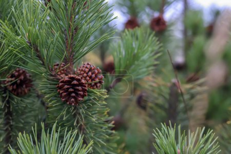 Brown pinecone on a green coniferous twig in the forest in Poland-stock-photo