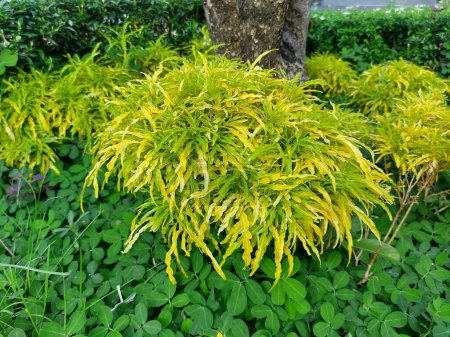 Téléchargez les photos : Plant of Euodia ridleyi or brokoli kuning. Ornamental plant - en image libre de droit