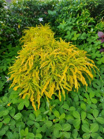 Photo for Plant of Euodia ridleyi or brokoli kuning. Ornamental plant - Royalty Free Image