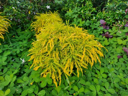 Photo for Plant of Euodia ridleyi or brokoli kuning. Ornamental plant - Royalty Free Image