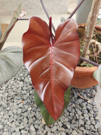 Plant of Philodendron Dark Lord