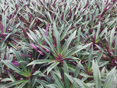 Foto de Tradescantia spathacea, theoyster planta, boatlilyorMoses en la cuna. Es una hierba en la Commelina una familia - Imagen libre de derechos