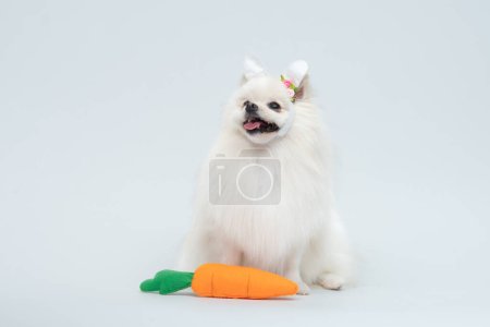 chihuahua with dog. dog in the studio on a white background.