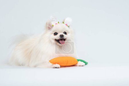 Chihuahua-Hund im weißen Hintergrund