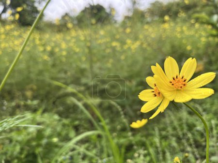 background of beautiful yellow flowers growing wild in the meadow