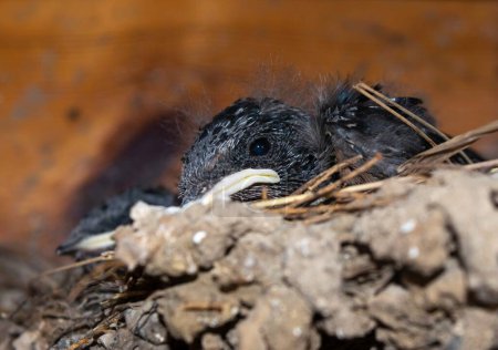 Photo for Close-up of small swallow chicks with yellow mouths in the nest against the background of the wooden paneling of the balcony. Swallow breeding next to a person. - Royalty Free Image