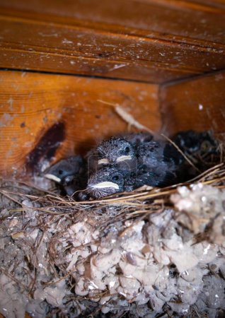 Photo for Close-up of small swallow chicks with yellow mouths in the nest against the background of the wooden paneling of the balcony. Swallow breeding next to a person. - Royalty Free Image