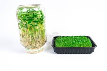 Two ways to grow food microgreens. Grown green mung bean sprouts in glass jar and shoots of chia in tray. White background. Concept of diet, vegetarianism, vegan, healthy products and proper nutrition