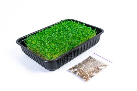 Green young sprouts of chia (Salvia hispanica) for food grow in tray near bag of seeds. White background. Close up. Concept of healthy eating, wholesome foods, vegetarianism.