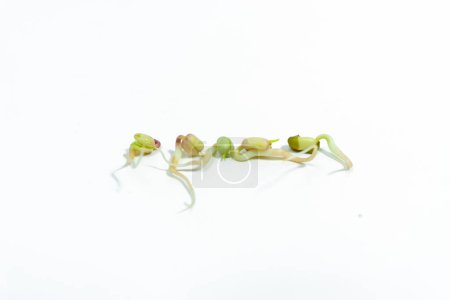 Téléchargez les photos : Mung beans (Vigna radiata) sprouted for food with small roots and rudiments of leaves on white background. Concept of diet, vegetarianism, vegan, healthy products and proper nutrition. Copy space. - en image libre de droit
