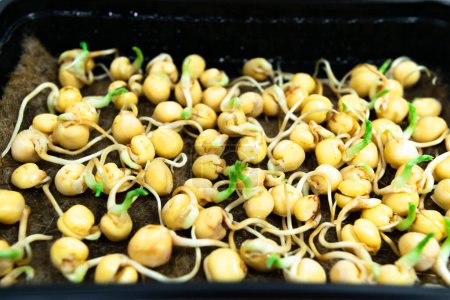 Téléchargez les photos : Pea seeds sprouted for food with small roots and rudiments of leaves in tray. Close up. Concept of diet, vegetarianism, vegan, healthy products and proper nutrition. Copy space. - en image libre de droit