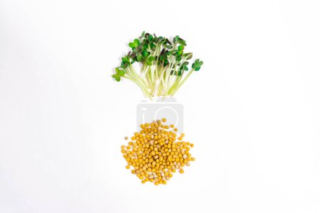 Téléchargez les photos : Green young sprouts of spicy mustard grow were grown for food. Cut microgreen shoots near seeds close up on white background. Concept of healthy eating, wholesome foods, vegetarianism. - en image libre de droit