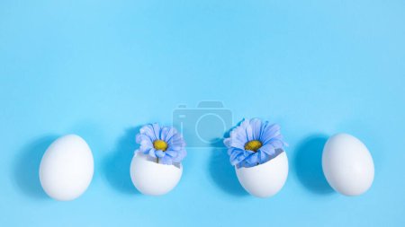Foto de Row of white chicken eggs. Blue natural hrysanthemums in two broken eggs. Creative concept of the birth of a beautiful, new. Easter holiday. Blue background. Close-up. - Imagen libre de derechos