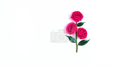 Rose mit drei natürlichen roten Knospen in voller Blüte und grünen Blättern. Weißer Hintergrund. Grußkarte für Muttertag, Geburtstag, Valentinstag oder Frauentag.