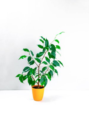 Téléchargez les photos : Ficus Benjamin dans un petit pot de fleurs orange sur fond blanc. Petit magnifique ficus aux feuilles vertes. Concept de culture et de soin des plantes d'intérieur. - en image libre de droit
