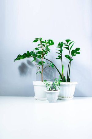 Téléchargez les photos : Beautiful home plants in white flowerpots. Dwarf Ficus Benjamin or Weeping Fig Tree, Zamioculcas with young shoots and small Rosmarinus. White-gray background. Care and cultivation of home plants. - en image libre de droit