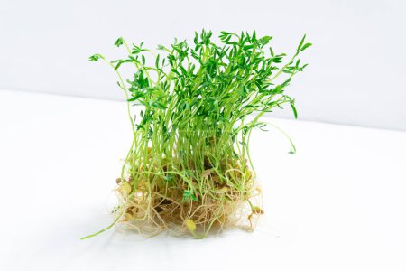Fresh young shoots lentil microgreen with roots. White background. Close up. Concept of diet, vegetarianism, vegan, healthy products and proper nutrition. Copy space.