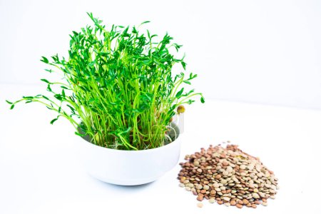 White bowl with fresh young shoots lentil microgreen sprouts near seeds on white background. Close up. Concept of diet, vegetarianism, vegan, healthy products and proper nutrition. Copy space.