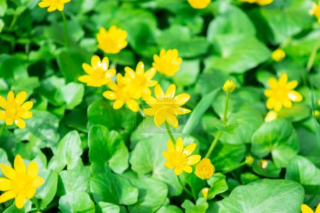 Foto de Glade de flores florecientes de oro amarillo iluminadas por el sol. Fondo amarillo-verde natural. Hola Spring. Hermoso concepto de primavera. De cerca.. - Imagen libre de derechos