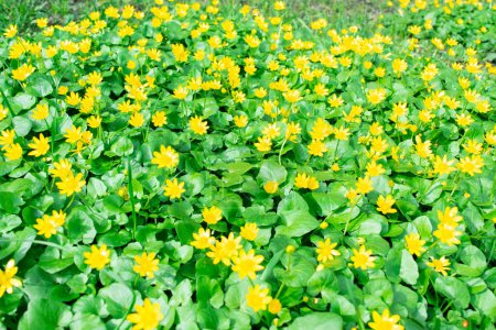 Photo for Glade of blooming yellow buttercup flowers lit by sun. Natural yellow-green background. Hello Spring. Beautiful springtime coming concept. Close up. - Royalty Free Image