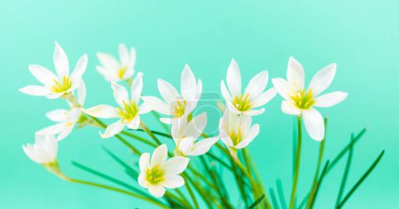 Photo for White buds of flowering Zephyranthes candida with delicate petals and yellow stamens.Turquoise background. Template for design and text. Copy space. - Royalty Free Image