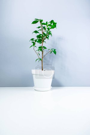 Small beautiful houseplant Dwarf Ficus Benjamin or Weeping Fig Tree in an white small flowerpot on white-gray background. Concept of care and cultivation of indoor home plants. Copy space.