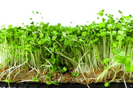 Mold and rot on young green sprouts of arugula microgreens. Problems of growing useful shoots arising from improper plant care. White background. Close up.